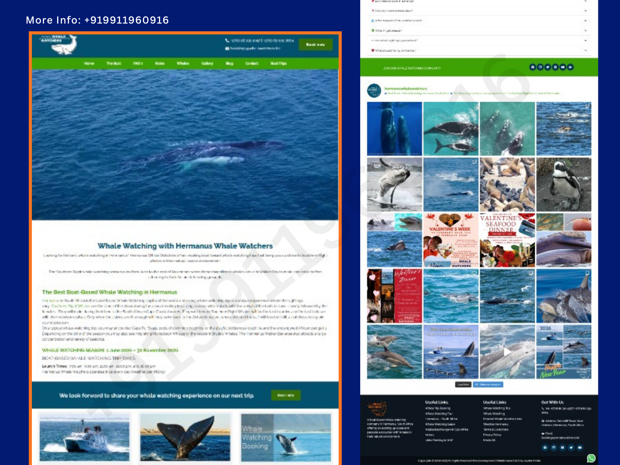 Premium Boat‑Based Whale Watching & Marine Wildlife Tours